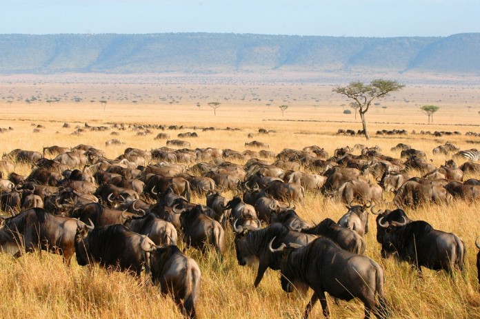 migration-herd-tanzania-africa