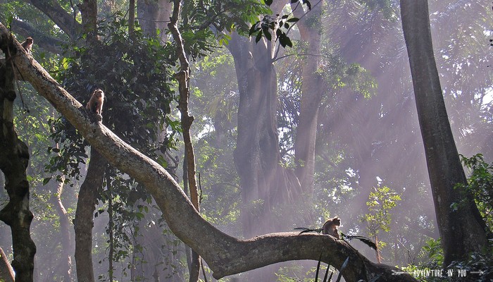 Monkey forest_ source: Adventure in you