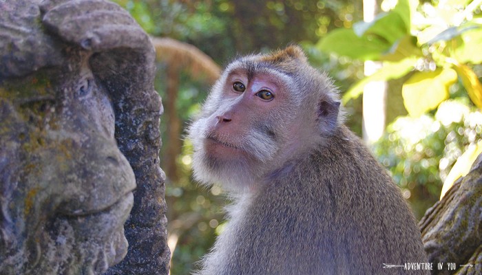 Monkey forest_ source: Adventure in you
