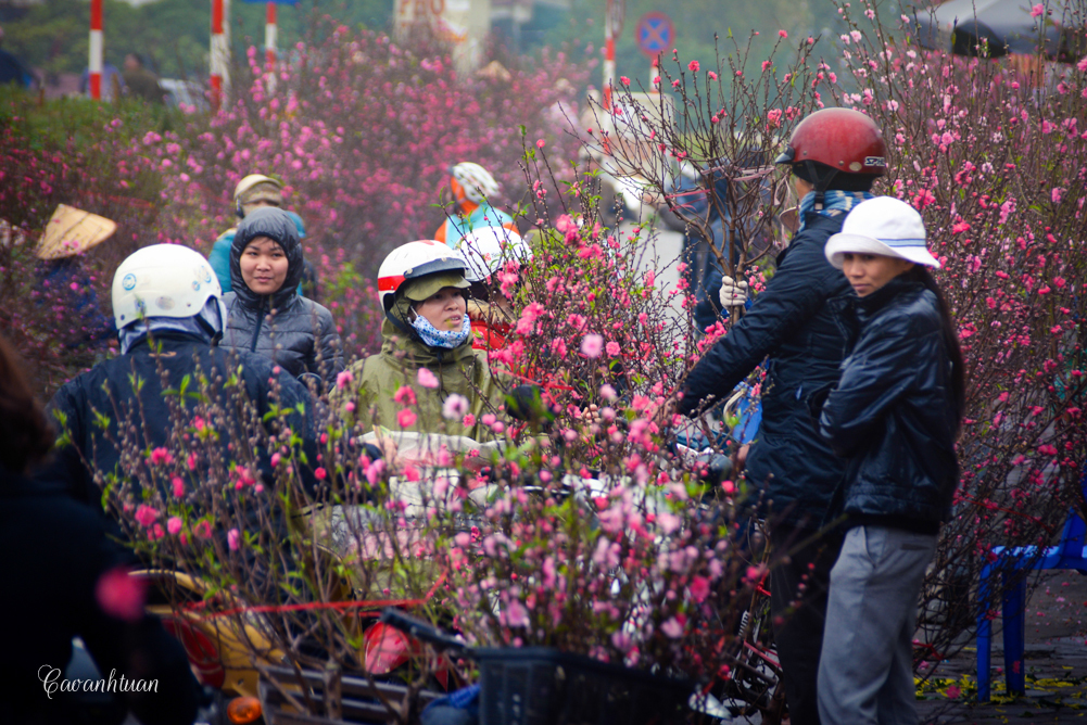 plum flowers at quang ba flowers market hanoi vietnam