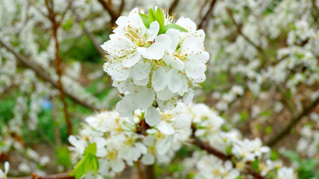 plum flowers in Moc Chau Plateau