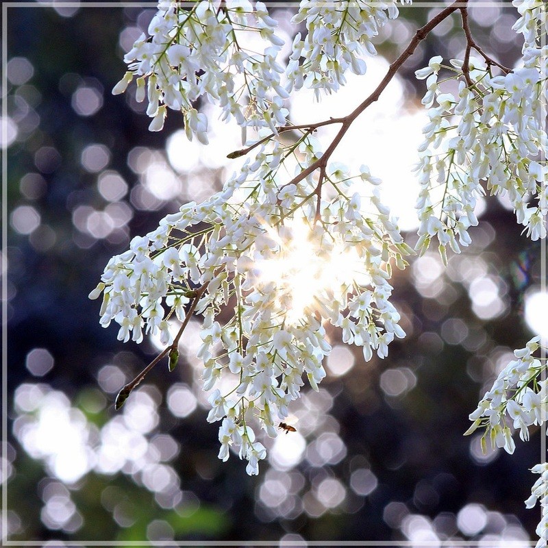 pure white flower ha noi