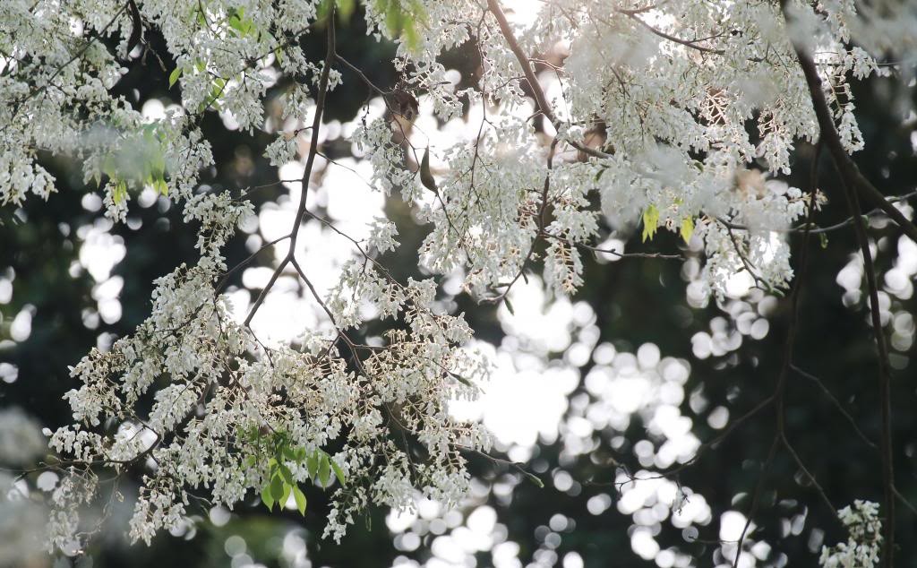 Photo: tin247.com