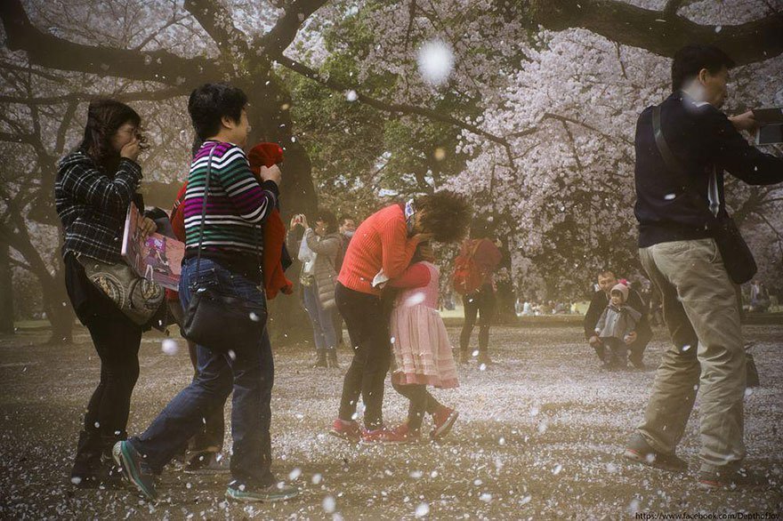 A Cherry blossom blizzard Photo: Joydeep Dasgupta