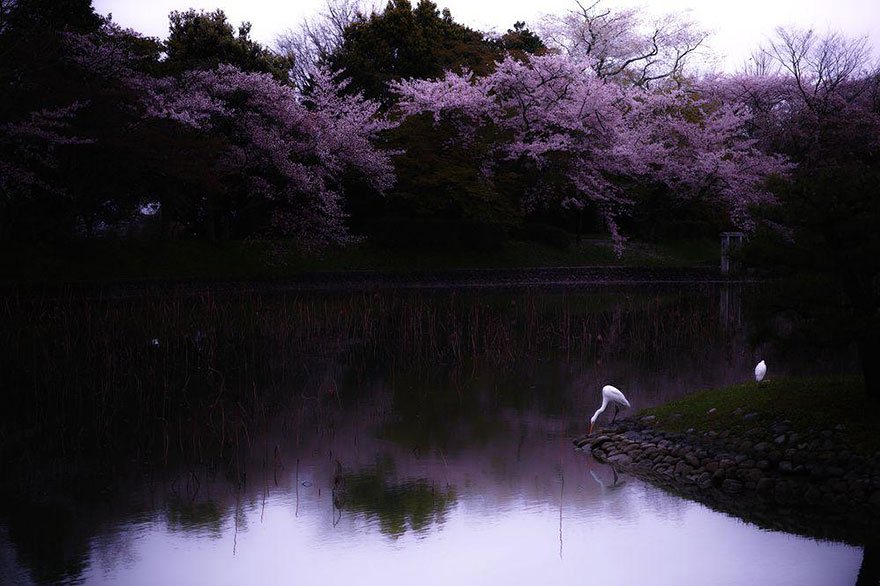 The peaceful picture of cherry blossom by the river bank - Sakura Riverie Image credits: S. Ohtani