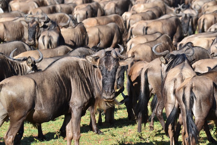 serengeti-wildebeest-migration-africa