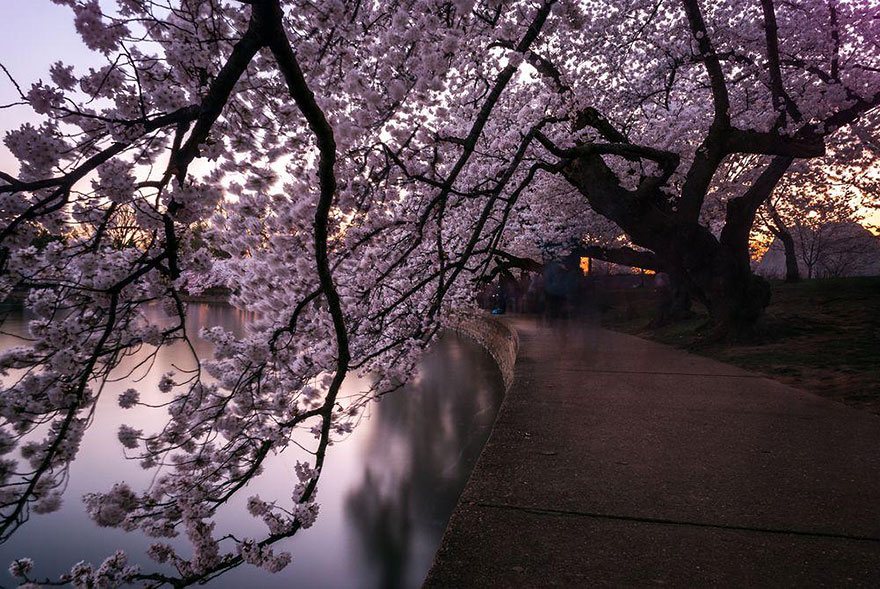 The tunnel of Cherry Blossom Photo: Jessie Meyer