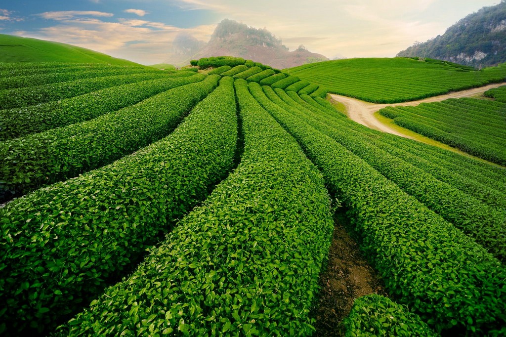 tea platation moc chau plateau