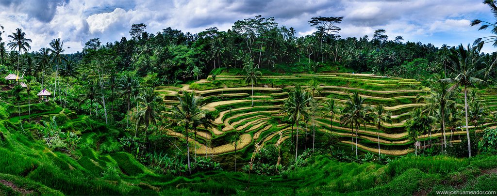 tegalalang-rice