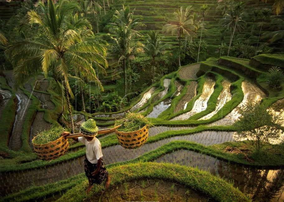 A corner of terraced field at Tegallalang, Bali. Photo: kizie.com