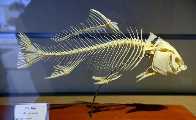 the national museum of nature hanoi in vnam