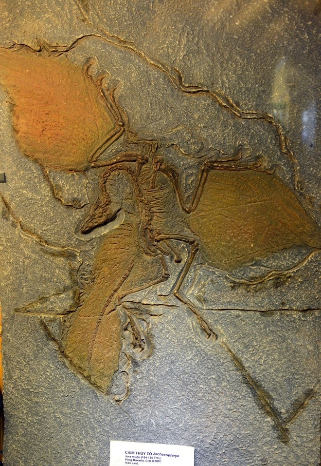 the national museum of nature of vietnam in hanoi