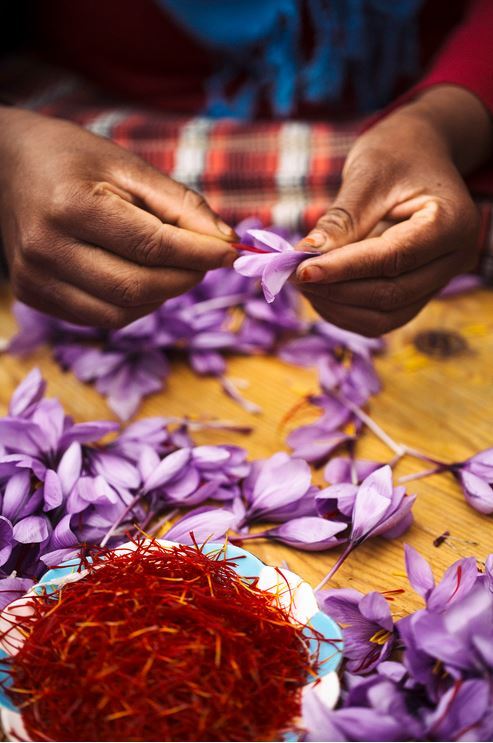 the saffron is quickly separated, dried