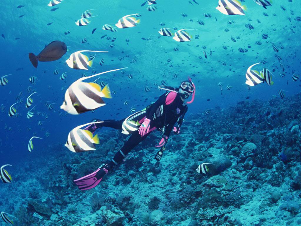 Splendid coral reef