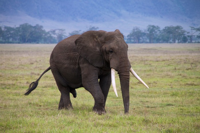 wildlife-tanzania-africa