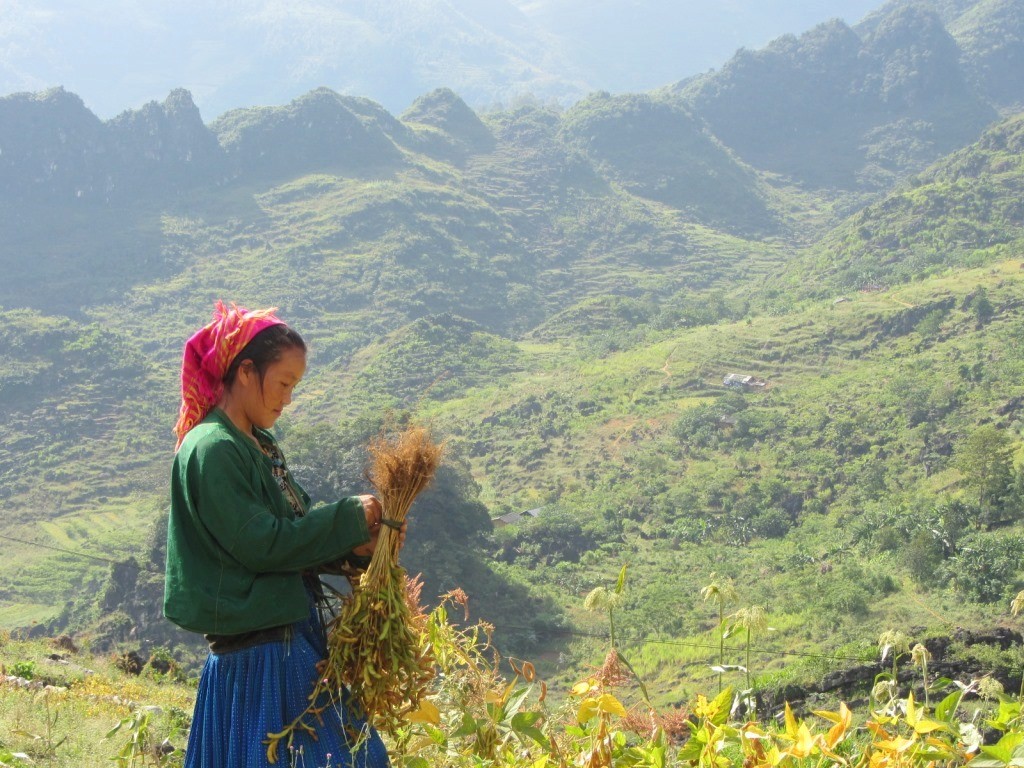 woman work Dong Van