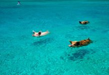 Fascinating swimming with pigs in Exumas Bahamas