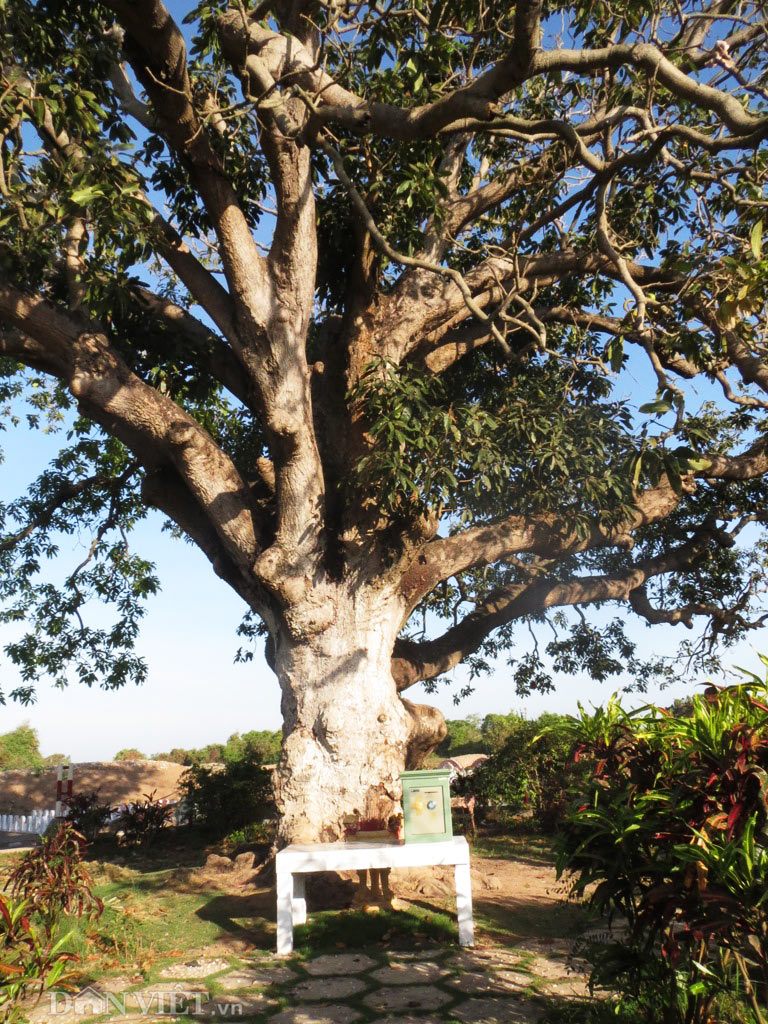 300 year old mango tree in Bac Lieu