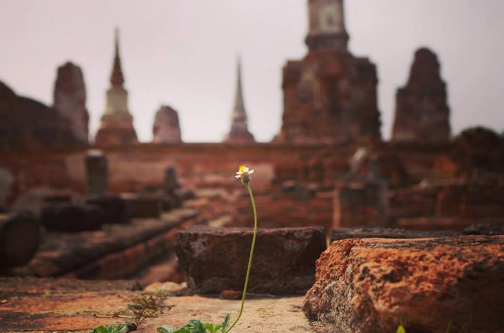 Ayutthaya thai history old temple small flowers tourist attractions photo