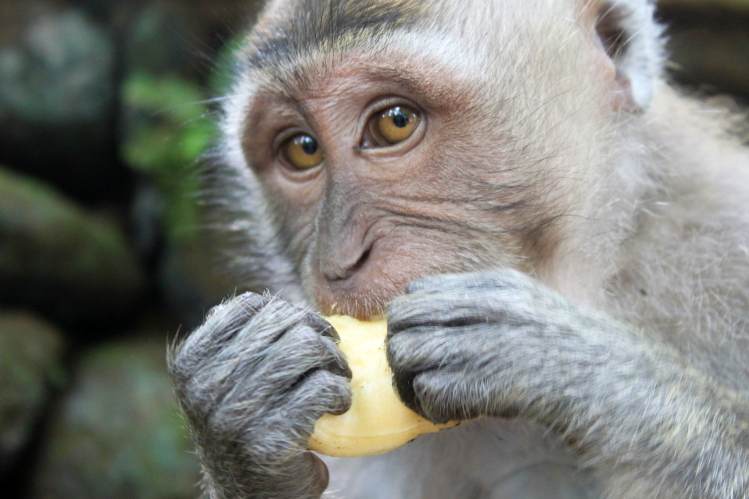 Bali's monkeys are known for their thievery.