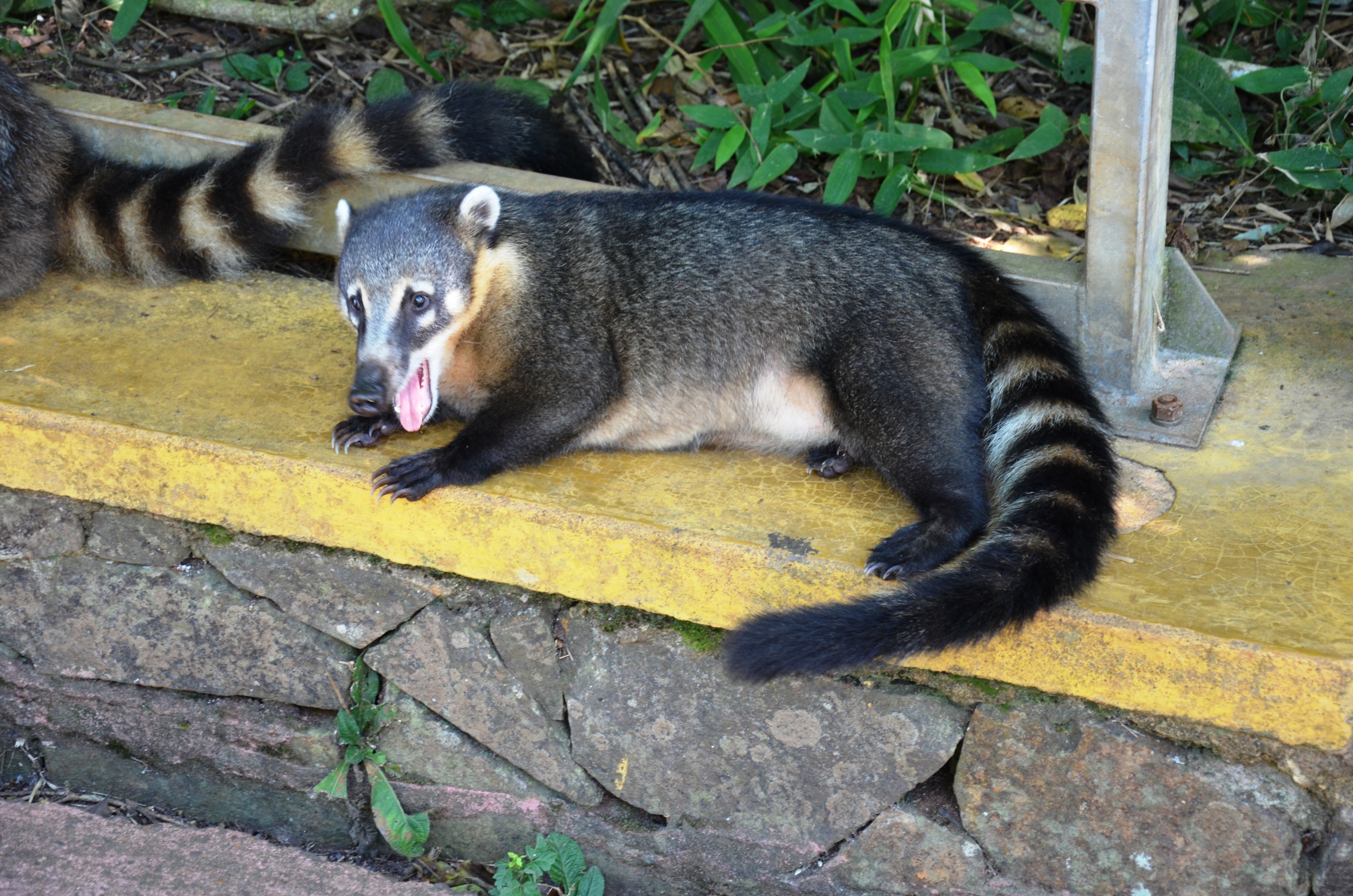 Be cautious of wild and stray animals