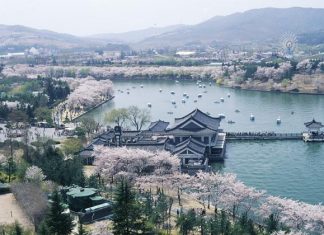 Bomun+Lake+Resort south korea spring trip