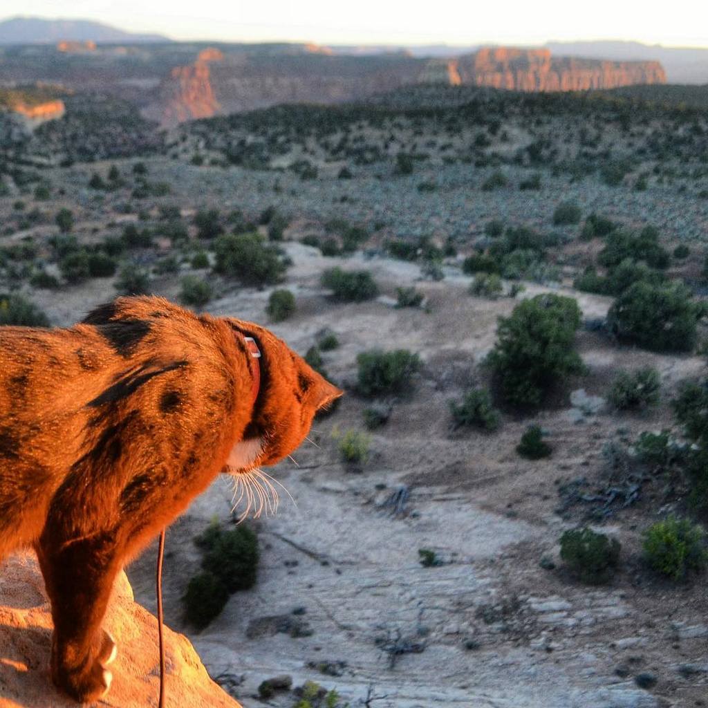 Burma is pioneer and legend in the Adventure Cat movement