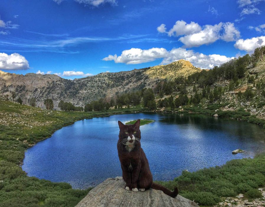 Burma the adventure cat at The Ruby Mountains, Nevada