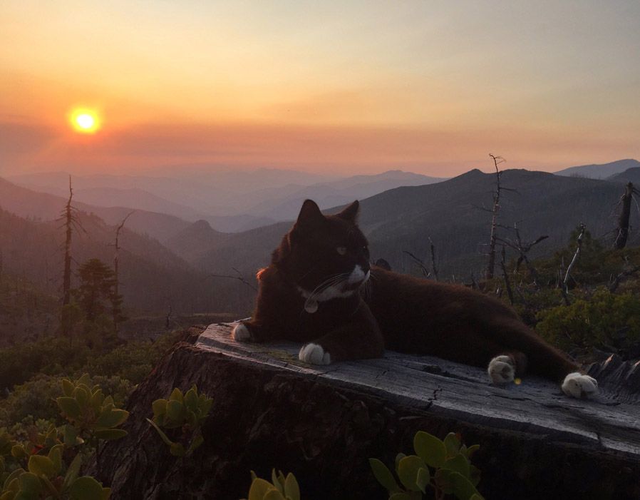 Burma the adventure cat in Oregon