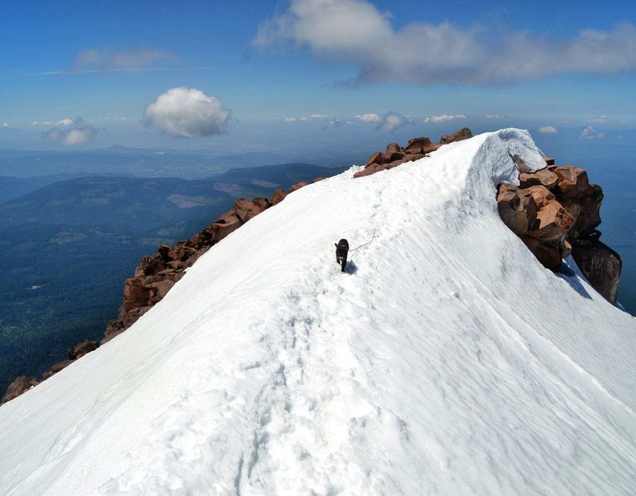 Burma the adventure cat on Cascade volcano summit, Oregon