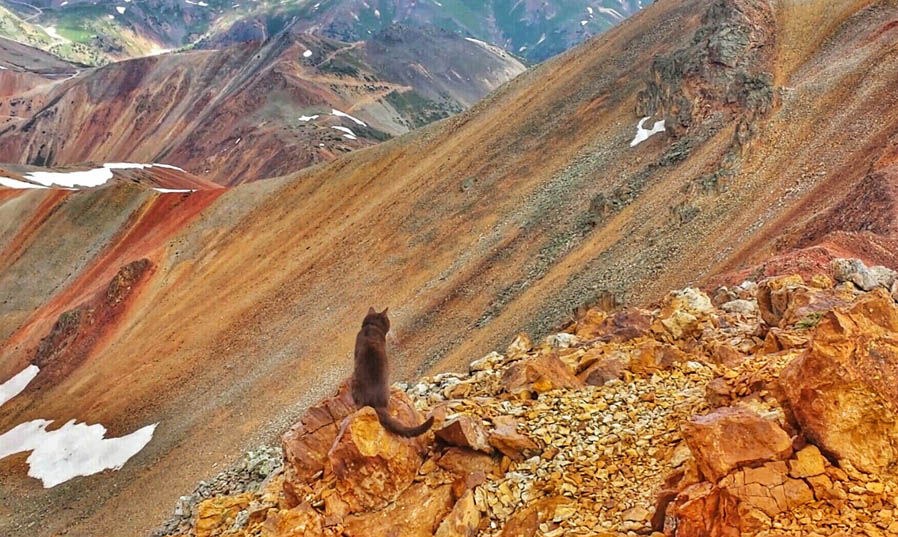 Burma the adventure cat on Juan mountains, Colorado