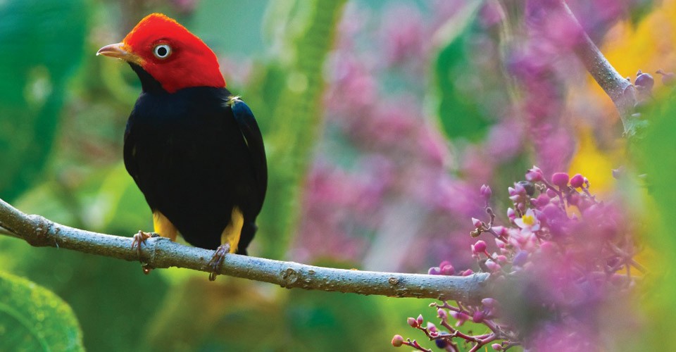 Central-America-Panama-Costa-Rica-Cruise-Bird 23