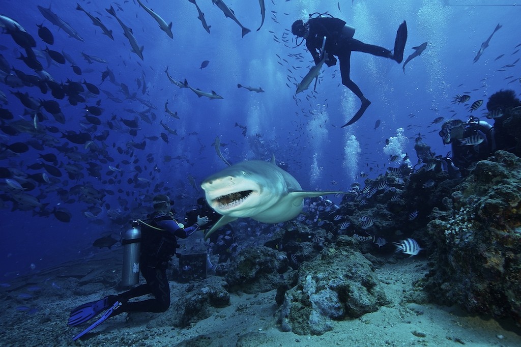 Diving FIJI 2010