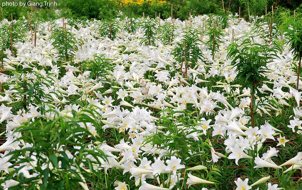 Forest of white flowers_Hanoi Spring Photo_Photo by Giang Trinh