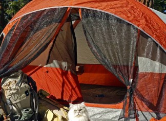Gandalf is a very famous traveling cat with more than 26,500 followers in Instagram