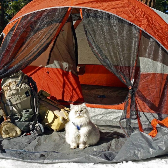 Gandalf on Instagram traveling cat 5 Gandalf is a very famous traveling cat with more than 26,500 followers in Instagram