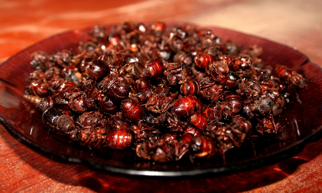 The culonas are nutritious which are crunchy, rich like peanuts. Photo: todochiapas