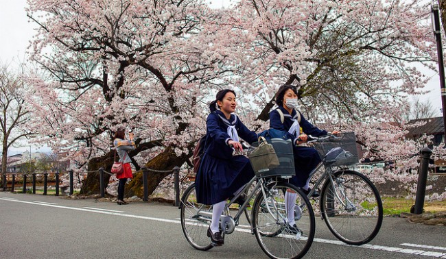 Japanese students cherry blossoms beauty spot travel tip where to go