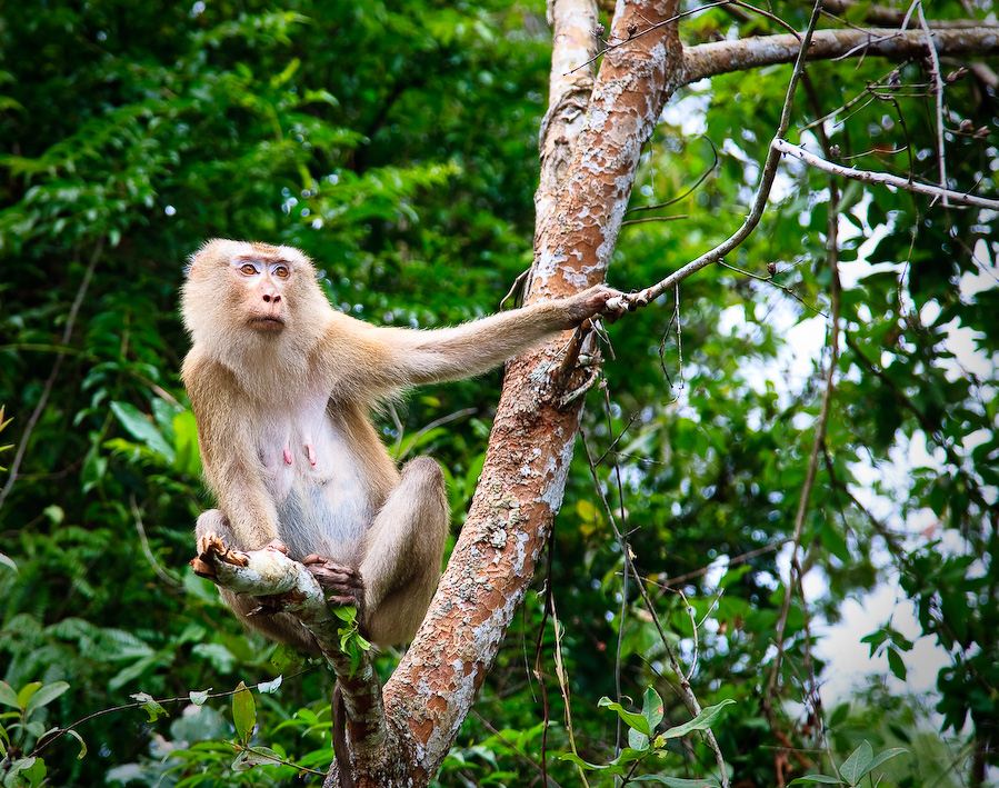 Khao Yai National Park