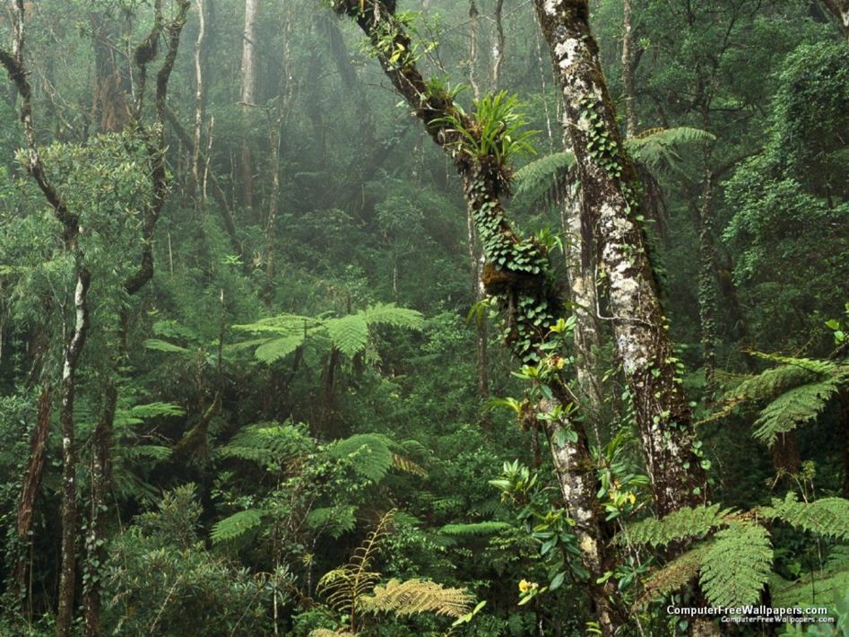 Kinabalu National Park malaysia 2