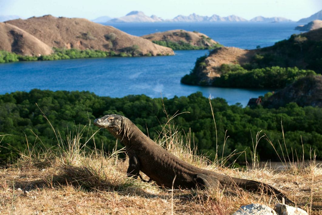 Komodo National Park indonesia 3
