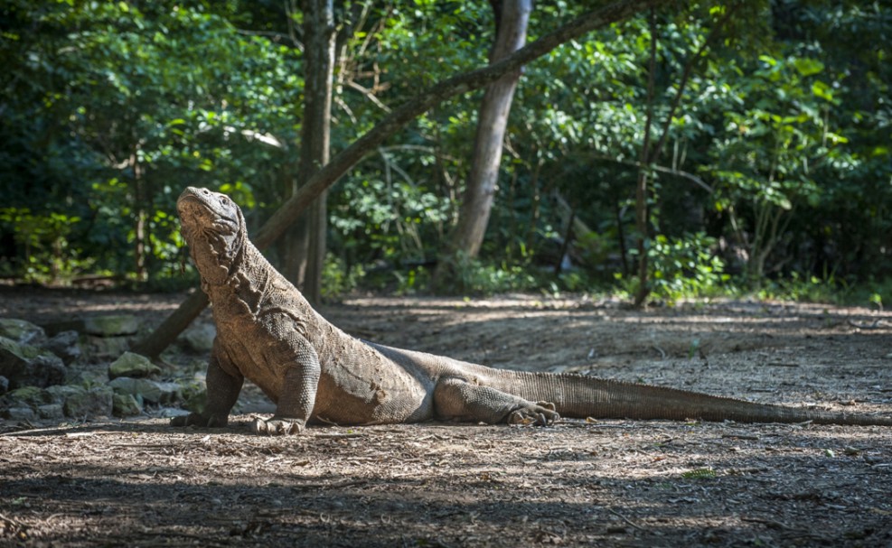 Komodo National Park indonesia