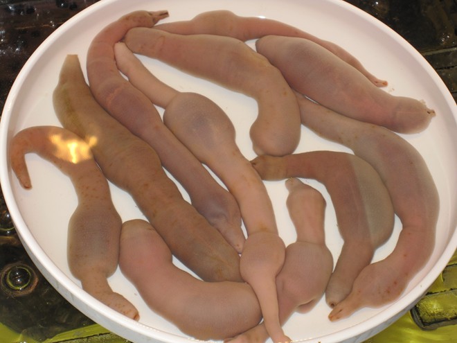 _Korea travel guides gaebul penis fish