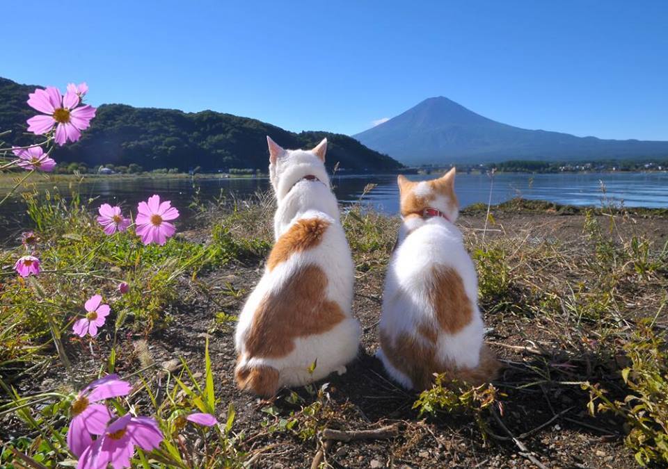 Nyalan and Deshi traveled around Japan.
