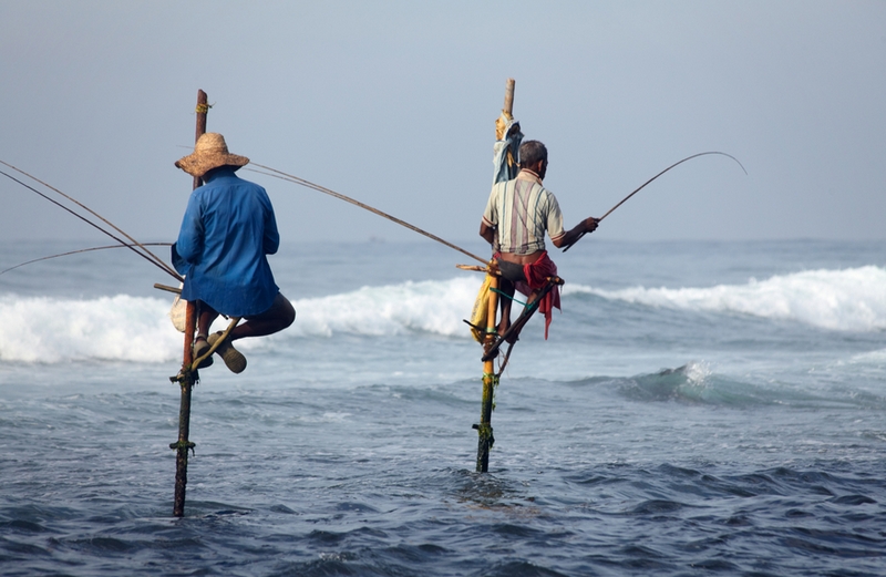fishing on stilts in sri lanka