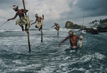 The art of fishing on stilts in Sri Lanka fishing on stilts in sri lanka