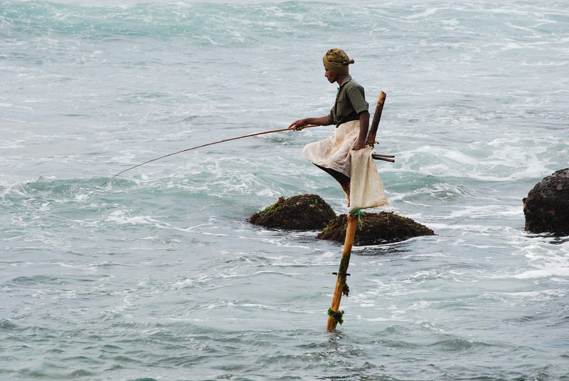 fishing on stilts in sri lanka