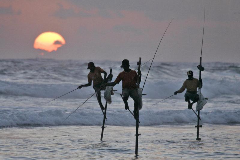 fishing on stilts in sri lanka