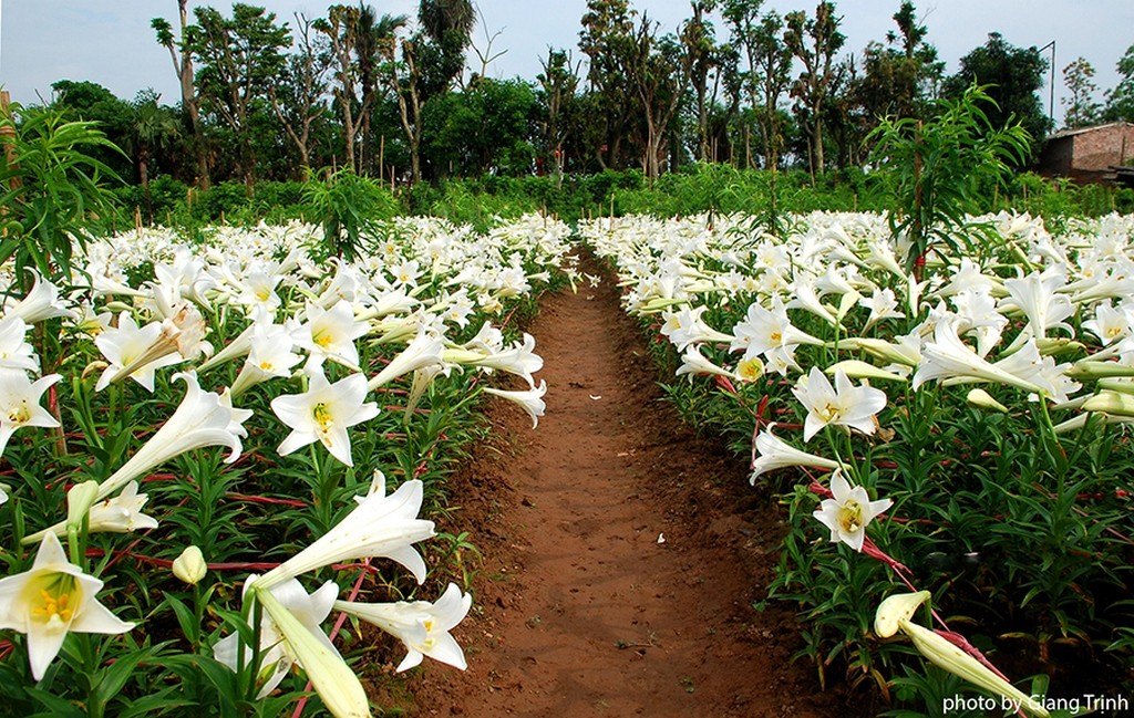Straight beds of lily flowers_Hanoi Spring Photo_Photo by Giang Trinh