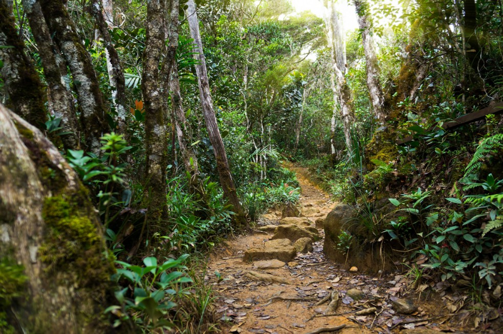 Taman Negara National Park malaysia